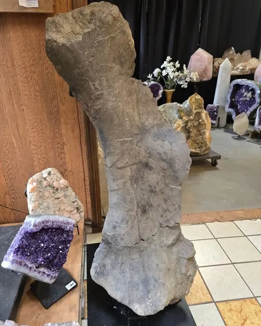 A 160-Million-Year-Old Camarasaurus