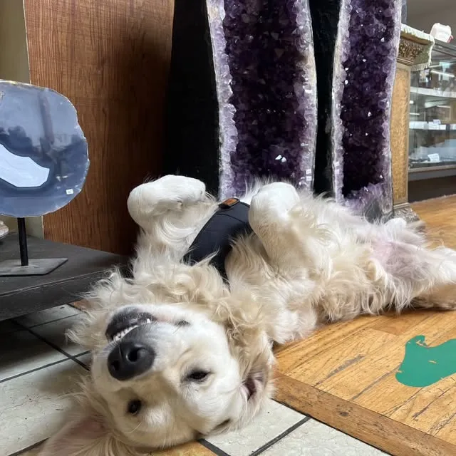 Zoose, the shop dog